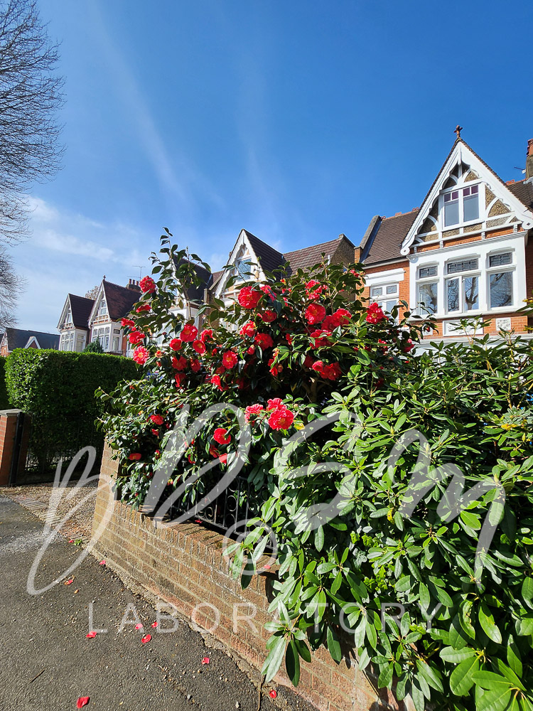 Roses in the sunshine